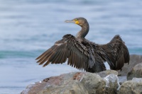 Kormoran velky - Phalacrocorax carbo - Great Cormorant 9969